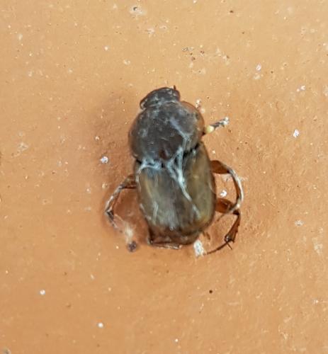 Réf. 214 155 : Euoniticellus fulvus